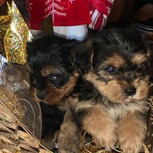 Meet your Posher, Alma